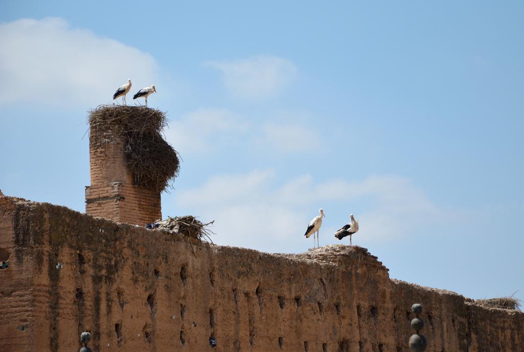 Riad Palmier (Adults Only) Μαρακές Εξωτερικό φωτογραφία
